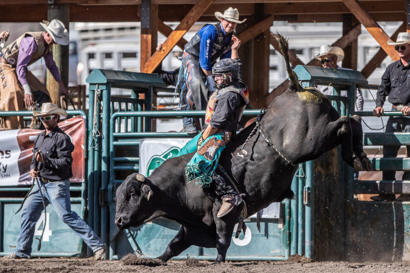 Bull Rider at Nicola Valley Rodeo